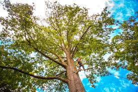 Best Fruit Tree Pruning  in Fairdale, PA