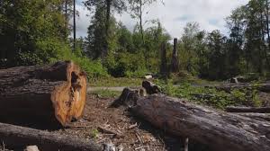 Best Root Management and Removal  in Fairdale, PA