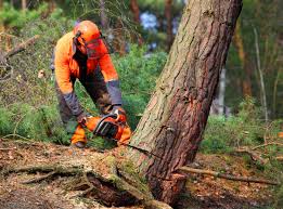 Best Tree Risk Assessment  in Fairdale, PA