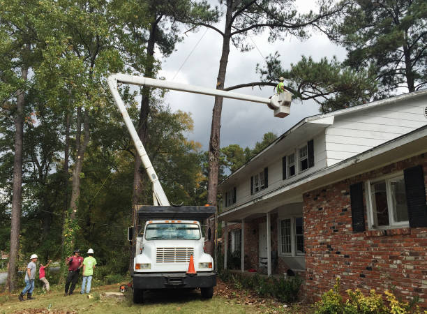 Best Tree Removal  in Fairdale, PA