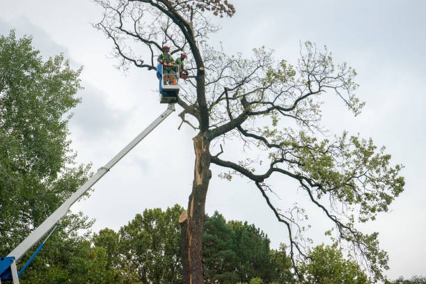 How Our Tree Care Process Works  in  Fairdale, PA