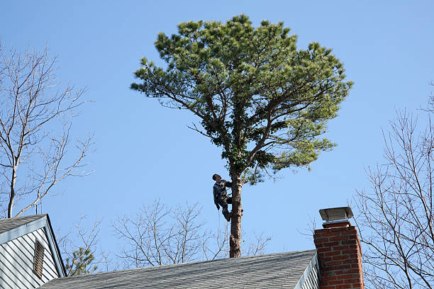 Best Hedge Trimming  in Fairdale, PA