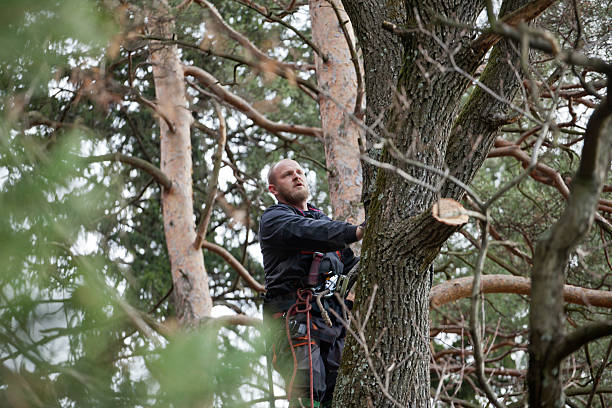 Best Storm Damage Tree Cleanup  in Fairdale, PA